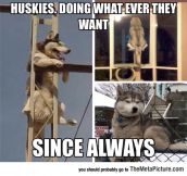 Truth About Huskies