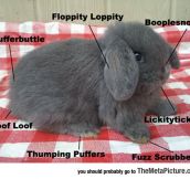The Complex Anatomy Of A Bunny