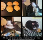 Tiny Rat-Sized Pancakes