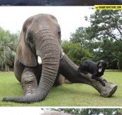 The Elephant Who Became Best Friends With A Dog