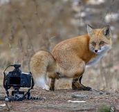 Fox Stopping For A Picture