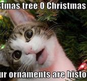 Cats During Christmas Time