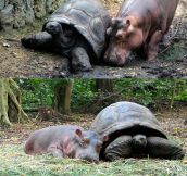 Baby Hippo And Old Tortoise