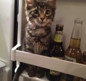 Hmm, What Do I Want Today…Kitty Or Beer?