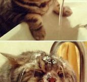 Cat + Water = Pure Happiness?