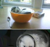 Why Cats Are Really Liquids