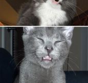 Kitties About To Sneeze