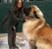 Gigantic Canine