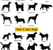 The Way We See Dogs