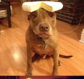 Apparently You Can Put Anything In This Dog’s Head