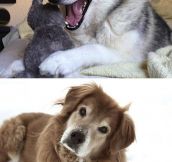 Huskies Know The Best Jokes