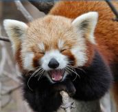 Animals Who Can’t Contain Their Laughter