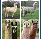 The Difference Between A Llama And An Alpaca