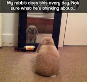 Introspective Rabbit