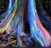 Rainbow Eucalyptus Trees In Hawaii