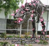 Flamingos Can Be So Dangerous