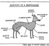 Greyhound Anatomy In A Nutshell