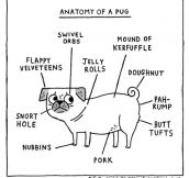 The Anatomy Of A Pug