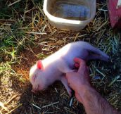 Little Pigs Love A Good Scratch