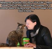 The Cat Cafe In Melbourne