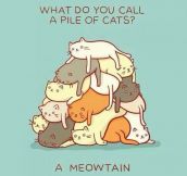 Proper Name For A Pile Of Cats