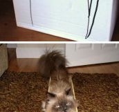 Kitties In Boxes