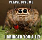 Spider Bro Just Wants Love