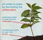 How Decaf Coffee Is Actually Made
