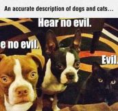 Dogs And Cats Described
