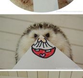 A Hedgehog’s Many Faces