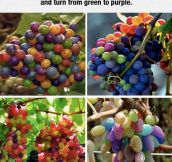 Rare Rainbow Grapes