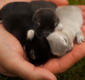 Just A Handful Of Baby Bunnies