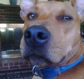 Real Life Scooby