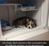 Now He Wants To Live In The Fridge
