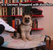 So What Is This, A German Sheppard For Ants?