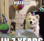 Dog’s First Birthday