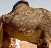 Epic Camel Haircut