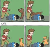 Why I Dislike Cats
