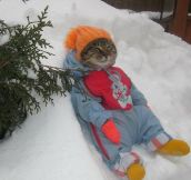 Cat Enjoying Winter