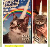 Cats Just Love Being Unicorns