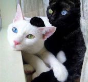 Brothers With Exceptional Eye Color