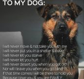 A Pledge To My Dog