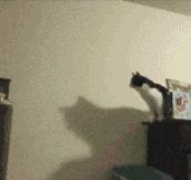 Cat Shows How Not To High Jump
