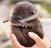 Just A Handful Of Otter