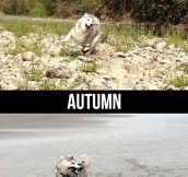 Husky During Different Seasons