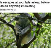 Koala Escapes