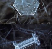 Micro-Photography Of Tiny Snowflakes