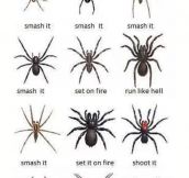 Helpful Spider Chart