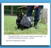 Puppy In A Bullet Proof Vest