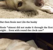 She Wasn’t Going To Survive, But Then She Met This Husky
